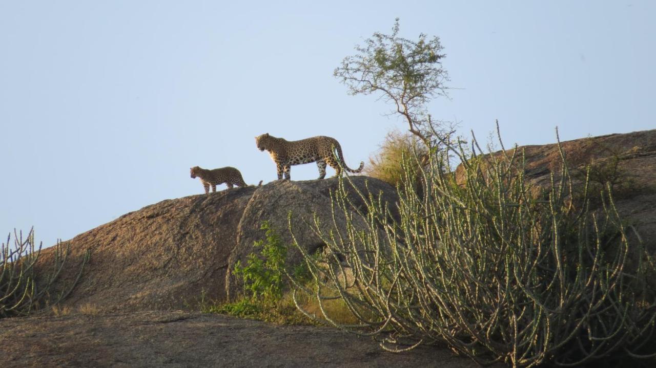 Отель Clarks Safari Jawai Jawai Bandh Экстерьер фото