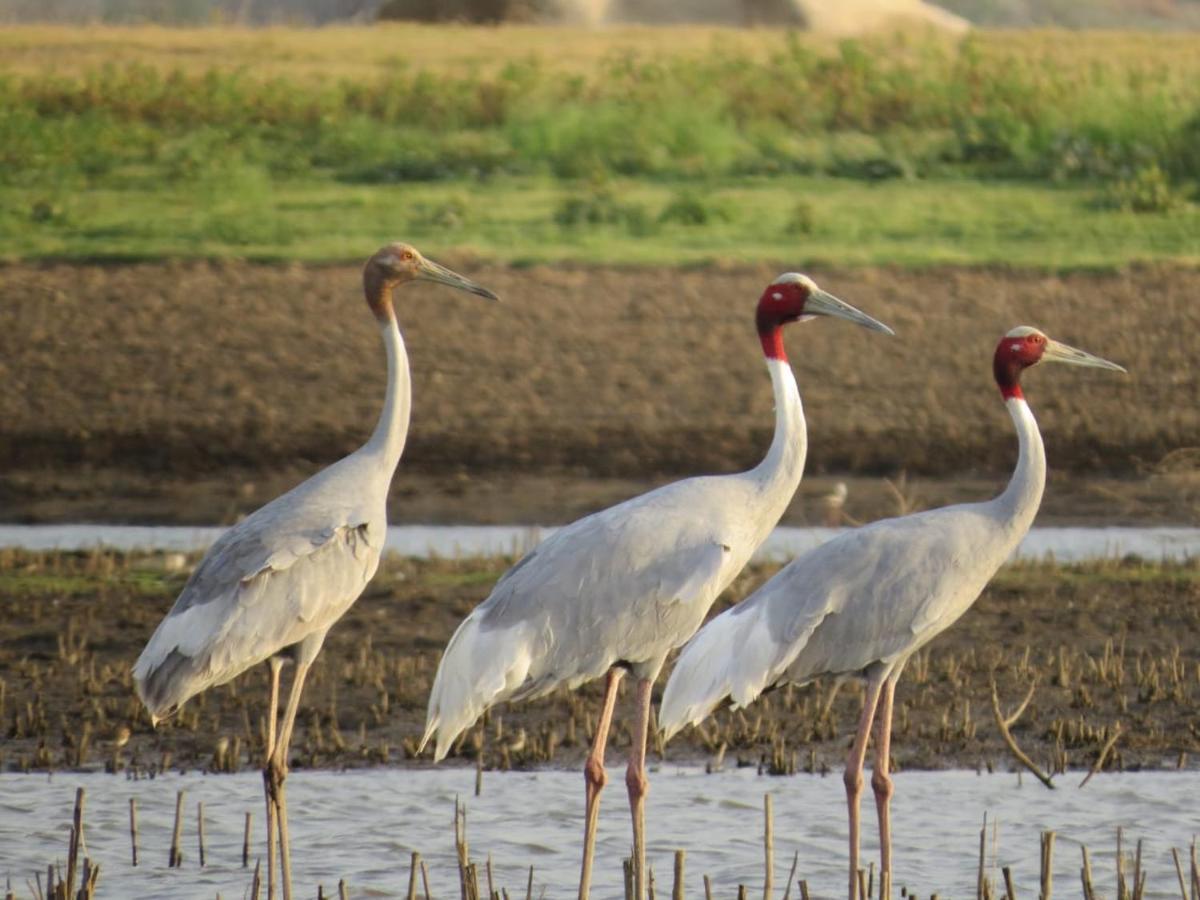 Отель Clarks Safari Jawai Jawai Bandh Экстерьер фото